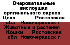 Очаровательные вислоушки оригинального окраса › Цена ­ 2 500 - Ростовская обл., Новочеркасск г. Животные и растения » Кошки   . Ростовская обл.,Новочеркасск г.